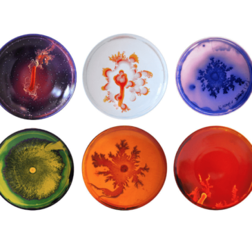 VIK MUNIZ – Set of 6 dinner plates