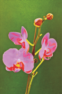 LEON FONTANA – Pink Orchrid