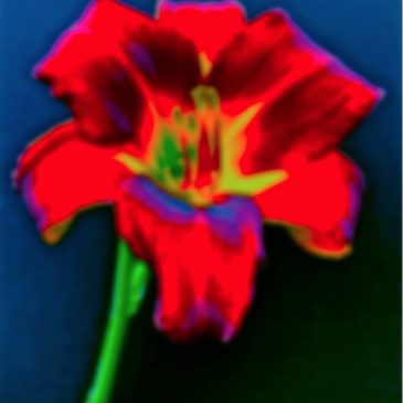 A.P. ASTRA – Untitled (Blossom)