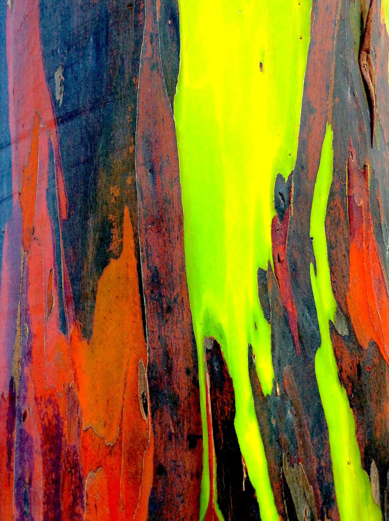 Anne Ruffert, Rainbow tree # II, colour photograph on aluDibond, c. 90 x 60 cm