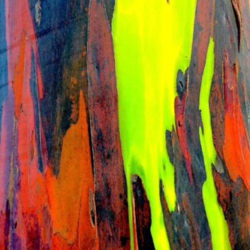 Anne Ruffert – Rainbow tree
